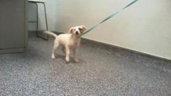 Shelter Stray Male Dog last seen CHARLOTTE, 8315 Byrum Dr, Charlotte, NC 28217, USA