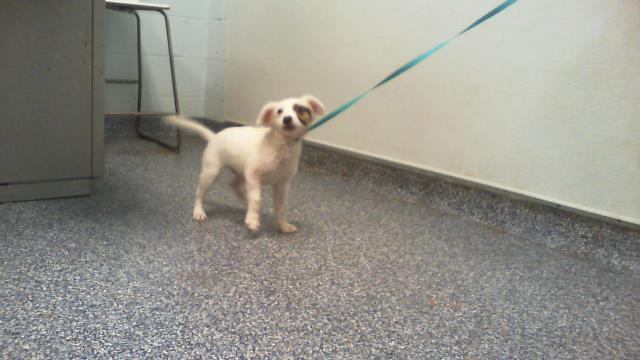 Shelter Stray Male Dog last seen CHARLOTTE, 8315 Byrum Dr, Charlotte, NC 28217, USA