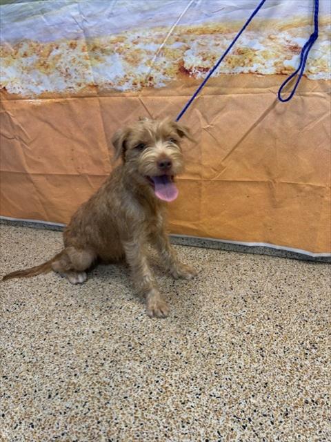 Shelter Stray Female Dog last seen Near BLOCK AVE 49 ST, 3599 NW 79th Ave, Doral, FL 33122, USA