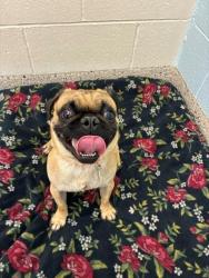 Shelter Stray Male Dog last seen 88TH AND WELBY RD, 12155 Park Blvd, Brighton, CO 80601, USA
