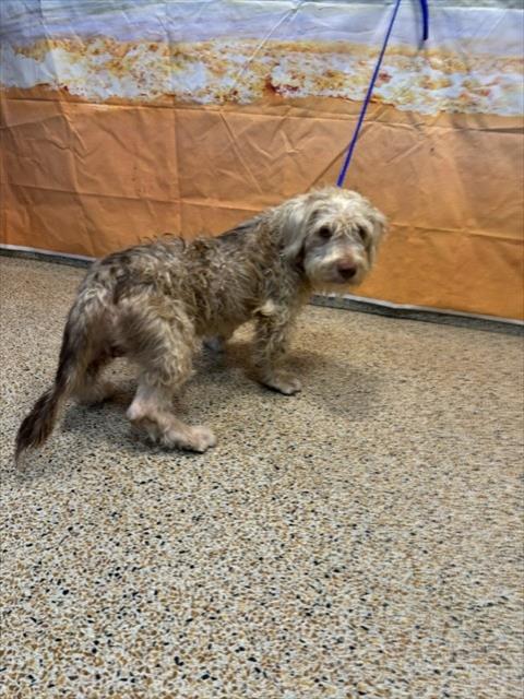 Shelter Stray Male Dog last seen Near BLOCK AVE 49 ST, 3599 NW 79th Ave, Doral, FL 33122, USA