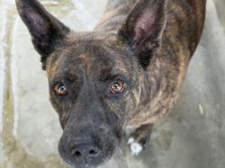 Shelter Stray Female Dog last seen , 1850 W 60th St, Los Angeles, CA 90047, USA