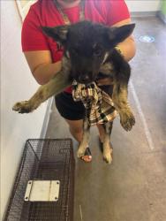 Shelter Stray Female Dog last seen , 1850 W 60th St, Los Angeles, CA 90047, USA