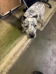Shelter Stray Male Dog last seen , 1850 W 60th St, Los Angeles, CA 90047, USA