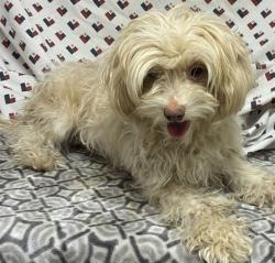 Shelter Stray Female Dog last seen , 38550 Sierra Hwy, Palmdale, CA 93550, USA