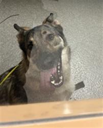 Shelter Stray Female Dog last seen Near BLOCK NEWBURG ROAD, 3528 Newburg Rd, Louisville, KY 40218, USA