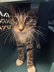 Shelter Stray Male Cat last seen Near BLOCK S 3535, 4522 W 3500 S, West Valley City, UT 84120, USA