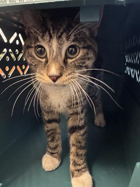 Shelter Stray Male Cat last seen Near BLOCK S 3535, 4522 W 3500 S, West Valley City, UT 84120, USA