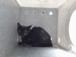 Shelter Stray Female Cat last seen Near BLOCK 10TH ST SW, 8920 Lomas Blvd NE, Albuquerque, NM 87112, USA