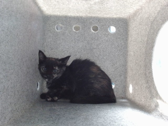 Shelter Stray Female Cat last seen Near BLOCK 10TH ST SW, 8920 Lomas Blvd NE, Albuquerque, NM 87112, USA