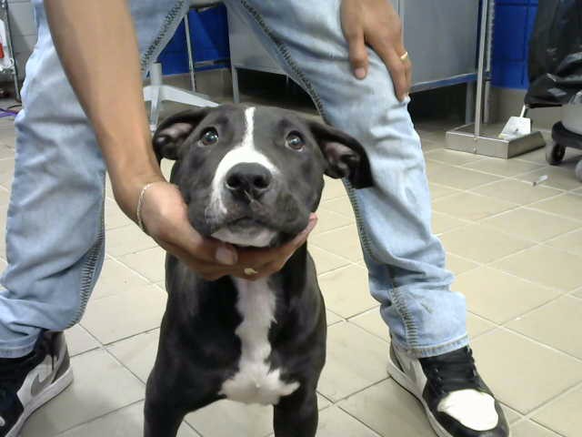 Shelter Stray Female Dog last seen CENTRAL AND WYOMING, 8920 Lomas Blvd NE, Albuquerque, NM 87112, USA