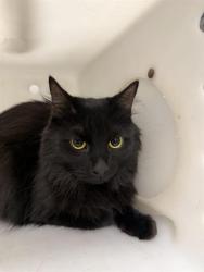 Shelter Stray Female Cat last seen ROUTE 66, 8920 Lomas Blvd NE, Albuquerque, NM 87112, USA