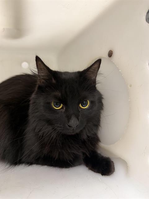 Shelter Stray Female Cat last seen ROUTE 66, 8920 Lomas Blvd NE, Albuquerque, NM 87112, USA