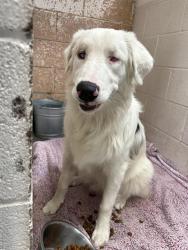 Shelter Stray Male Dog last seen ROUTE 66, 8920 Lomas Blvd NE, Albuquerque, NM 87112, USA