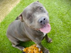 Shelter Stray Female Dog last seen Near BLOCK FOREST RUN CT, TALLAHASSEE FL 32317, 1125 Easterwood Dr, Tallahassee, FL 32311, USA