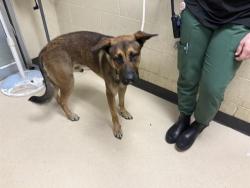 Shelter Stray Male Dog last seen 14TH AND GRAND, 3839 W Burnham St, West Milwaukee, WI 53215, USA