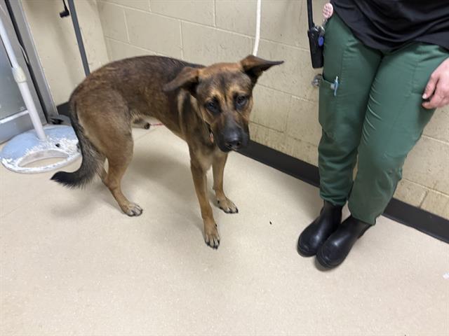 Shelter Stray Male Dog last seen 14TH AND GRAND, 3839 W Burnham St, West Milwaukee, WI 53215, USA