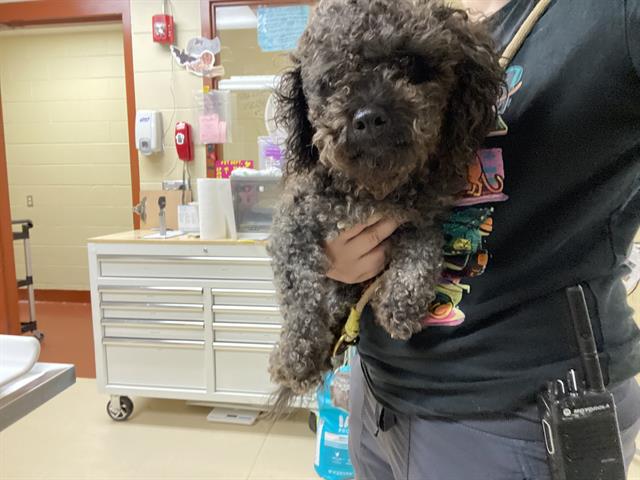 Shelter Stray Male Dog last seen UNKNOWN, 3839 W Burnham St, West Milwaukee, WI 53215, USA