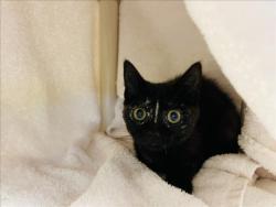 Shelter Stray Female Cat last seen Near BLOCK MORNING DRIVE SANTA FE NEW MEXICO 87507, 100 Caja Del Rio Rd, Santa Fe, NM 87507, USA