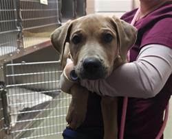 Shelter Stray Male Dog last seen Near BLOCK SIERRA DEL SOL SANTA FE NM 87508, 100 Caja Del Rio Rd, Santa Fe, NM 87507, USA