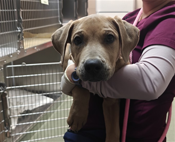 Shelter Stray Male Dog last seen Near BLOCK SIERRA DEL SOL SANTA FE NM 87508, 100 Caja Del Rio Rd, Santa Fe, NM 87507, USA