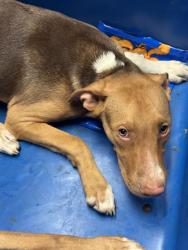 Shelter Stray Male Dog last seen Near BLOCK CURRAN AVE, LAKE ISABELLA CA 93240, 3951 Fruitvale Ave, Bakersfield, CA 93308, USA