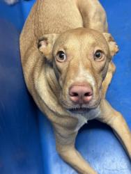 Shelter Stray Male Dog last seen Near BLOCK CURRAN AVE, LAKE ISABELLA CA 93240, 3951 Fruitvale Ave, Bakersfield, CA 93308, USA