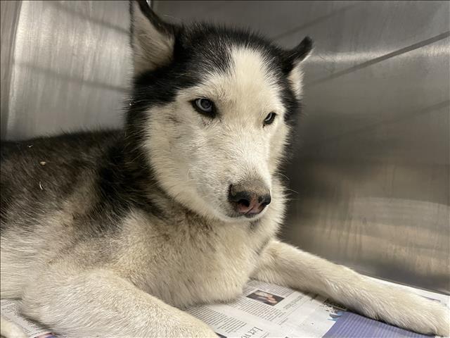 Shelter Stray Female Dog last seen , 14409 Vanowen St, Van Nuys, CA 91405, USA