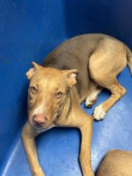 Shelter Stray Female Dog last seen Near BLOCK CURRAN AVE, LAKE ISABELLA CA 93240, 3951 Fruitvale Ave, Bakersfield, CA 93308, USA
