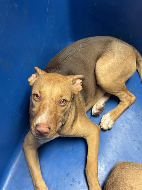 Shelter Stray Female Dog last seen Near BLOCK CURRAN AVE, LAKE ISABELLA CA 93240, 3951 Fruitvale Ave, Bakersfield, CA 93308, USA