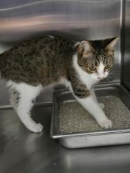 Shelter Stray Female Cat last seen Near BLOCK S REAL RD, BAKERSFIELD CA 93309, 3951 Fruitvale Ave, Bakersfield, CA 93308, USA