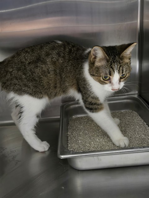 Shelter Stray Female Cat last seen Near BLOCK S REAL RD, BAKERSFIELD CA 93309, 3951 Fruitvale Ave, Bakersfield, CA 93308, USA