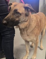 Shelter Stray Female Dog last seen UNKNOWN BAKERSFIELD, 201 S Mt Vernon Ave, Bakersfield, CA 93307, USA