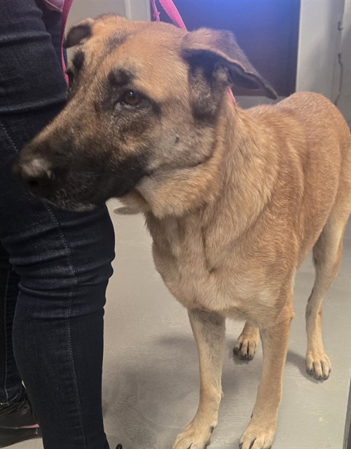 Shelter Stray Female Dog last seen UNKNOWN BAKERSFIELD, 201 S Mt Vernon Ave, Bakersfield, CA 93307, USA