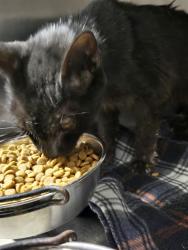 Shelter Stray Female Cat last seen Near BLOCK S REAL RD, BAKERSFIELD CA 93309, 3951 Fruitvale Ave, Bakersfield, CA 93308, USA