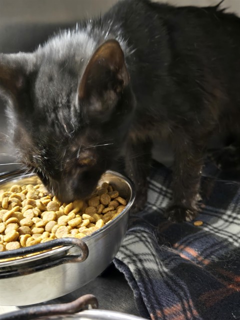 Shelter Stray Female Cat last seen Near BLOCK S REAL RD, BAKERSFIELD CA 93309, 3951 Fruitvale Ave, Bakersfield, CA 93308, USA