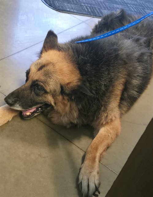 Shelter Stray Male Dog last seen SARGENT WAY BAKERSFIELD, 201 S Mt Vernon Ave, Bakersfield, CA 93307, USA