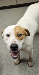 Shelter Stray Female Dog last seen Near BLOCK HUNTER RD, 4950 SW Triana Blvd, Huntsville, AL 35805, USA