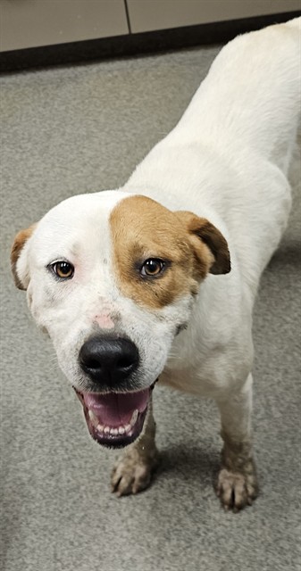 Shelter Stray Female Dog last seen Near BLOCK HUNTER RD, 4950 SW Triana Blvd, Huntsville, AL 35805, USA