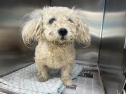 Shelter Stray Female Dog last seen , 957 N Gaffey St, San Pedro, CA 90731, USA