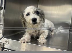 Shelter Stray Female Dog last seen , 957 N Gaffey St, San Pedro, CA 90731, USA