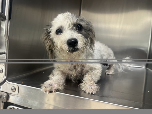 Shelter Stray Female Dog last seen , 957 N Gaffey St, San Pedro, CA 90731, USA