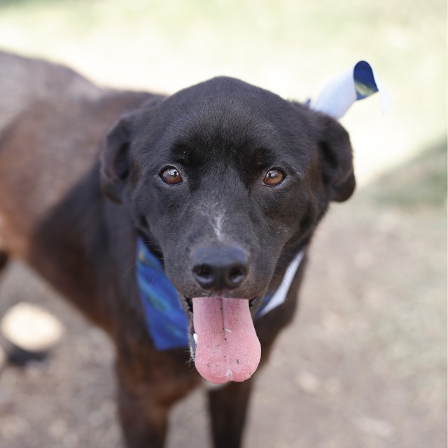 Shelter Stray Male Dog last seen PAUL ST, 4710 TX-151, San Antonio, TX 78227, USA