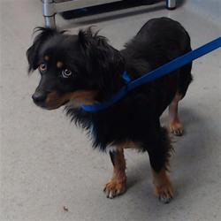 Shelter Stray Male Dog last seen BY THE POND, 1419 Bryant St, San Francisco, CA 94103, USA