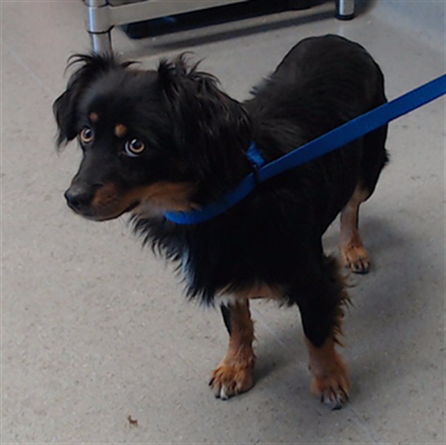 Shelter Stray Male Dog last seen BY THE POND, 1419 Bryant St, San Francisco, CA 94103, USA