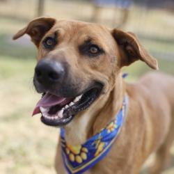 Shelter Stray Male Dog last seen SANTA BARBARA, 4710 TX-151, San Antonio, TX 78227, USA