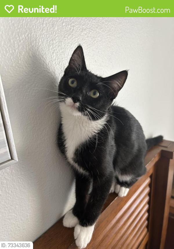 Reunited Male Cat last seen North river road and college blvd. Or manzanita and gardenia, Oceanside, CA 92057