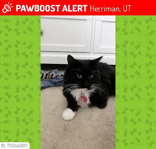 Lost Female Cat last seen Brundisi way and Herriman Main Street, Herriman, UT 84096