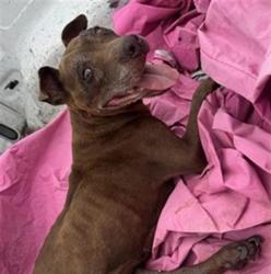 Shelter Stray Female Dog last seen Near BLOCK OF DRESDEN, 4710 TX-151, San Antonio, TX 78227, USA
