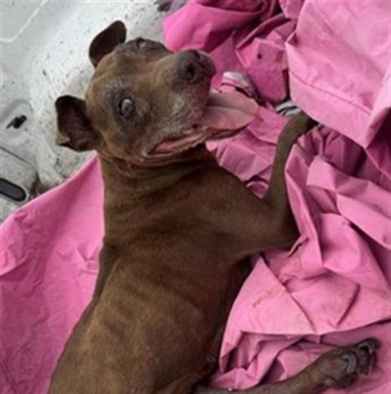 Shelter Stray Female Dog last seen Near BLOCK OF DRESDEN, 4710 TX-151, San Antonio, TX 78227, USA
